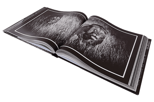 The picture of two lions on a photo book in black and white in a hardcover  nature photography book.